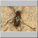 Hedychrum niemelei - Goldwespe 002b 6-7mm -bei Cerceris rybyensis- Sandgrube Niedringhaussee.jpg